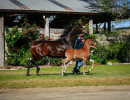 2022 panama na filly