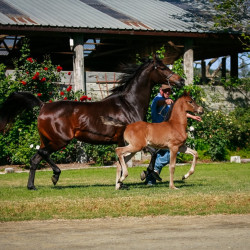 2022 panama na filly
