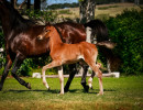 2022 panama na filly