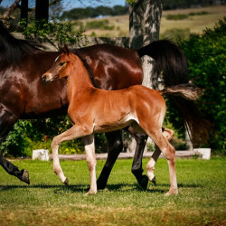 2022 panama na filly