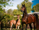 2022 panama na filly