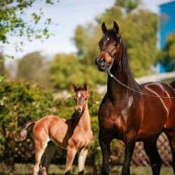 2022 panama na filly