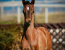 2022 panama na filly