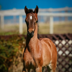 2022 panama na filly