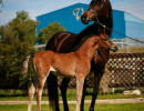 2022 panama na filly