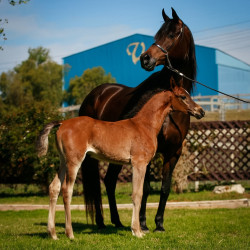 2022 panama na filly