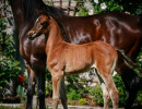 2022 panama na filly