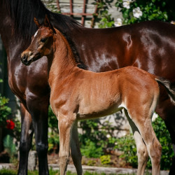 2022 panama na filly