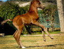 2018 napathly colt h3h7534