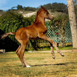 2018 napathly colt h3h7534