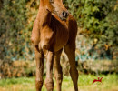 2018 napathly colt h3h7726
