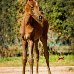 2018 napathly colt h3h7726