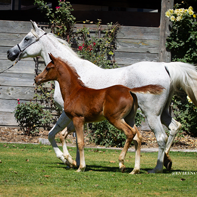 Thurayat Aljassimya & 2026 Colt