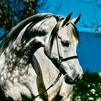 dazzlin juell v