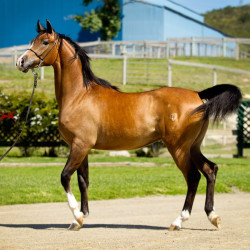 2019 regal aire v may h3h9573