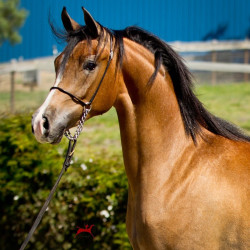 2019 regal aire v may h3h9581
