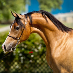 2019 regal aire v may h3h9764