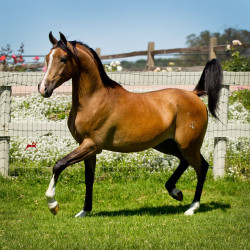 2019 regal aire v may h3h9897