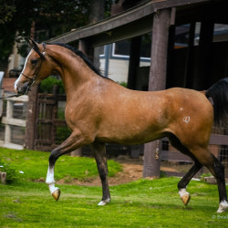 2020 regal aire v august