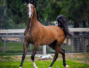 2020 regal aire v august
