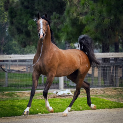2020 regal aire v august