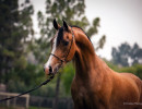 2020 regal aire v august