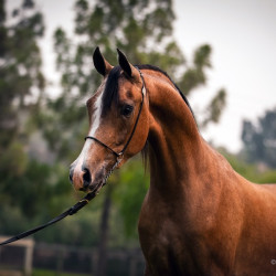 2020 regal aire v august