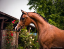 2020 regal aire v august