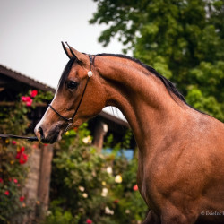 2020 regal aire v august