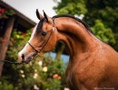 2020 regal aire v august