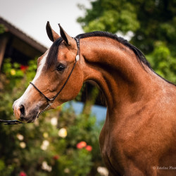 2020 regal aire v august