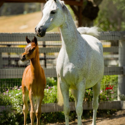 2018 renaissance v and raquel na h3h0360