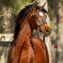 2019 sabeh ibn kahil v h3h1599