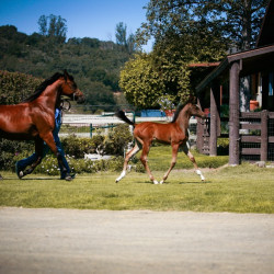 2022 star saphiire and colt 7124