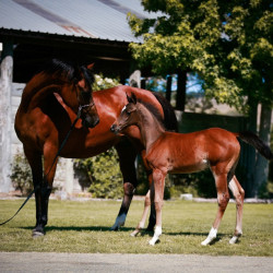 2022 star saphiire and colt