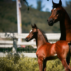 2022 star saphiire and colt