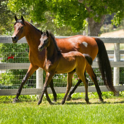 2017 santa nella v and santa barbara juell v h3h4135