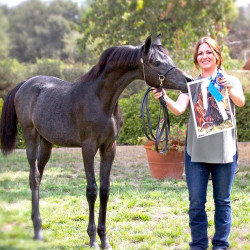 2017santa nella v arabian breeders foal show