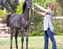 2017santa nella v arabian breeders foal show