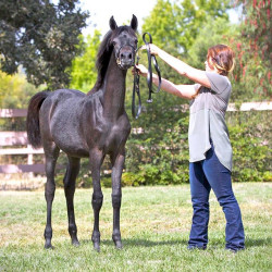 2017santa nella v arabian breeders foal show