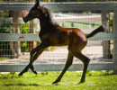 santa barbara filly h3h3166