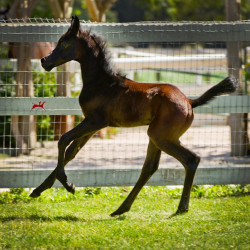 santa barbara filly h3h3166