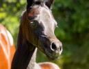 santa barbara filly h3h3318