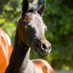 santa barbara filly h3h3318