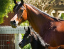santa barbara and filly h3h3231