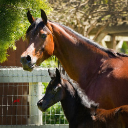 santa barbara and filly h3h3231