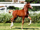 sarocco skyez5131ssw