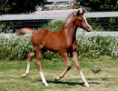 sarocco skyez5138sshw