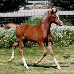 sarocco skyez5138sshw