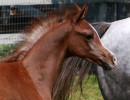 sarocco skyez5151sss